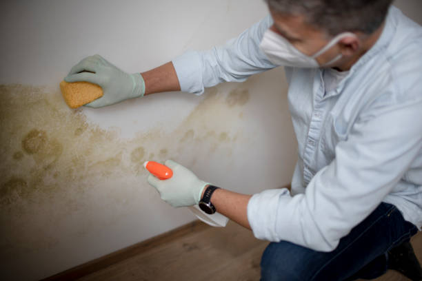 Attic Mold Removal in Surfside Beach, SC