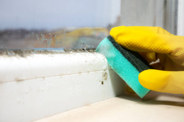 Mold Removal Process in Surfside Beach, SC